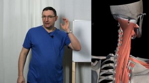 Как правильно снимать напряжение с трапециевидной мышцы.