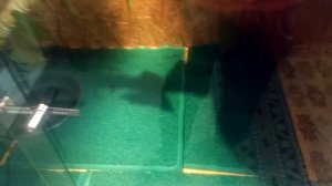 Мой террариум для игуаны