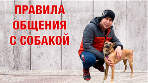 Правила общения с собакой.mp4