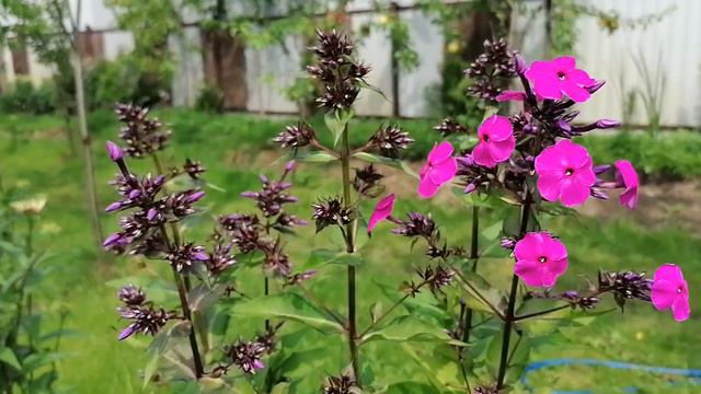 Флоксы из укорененных черенков. 2023 смотреть онлайн