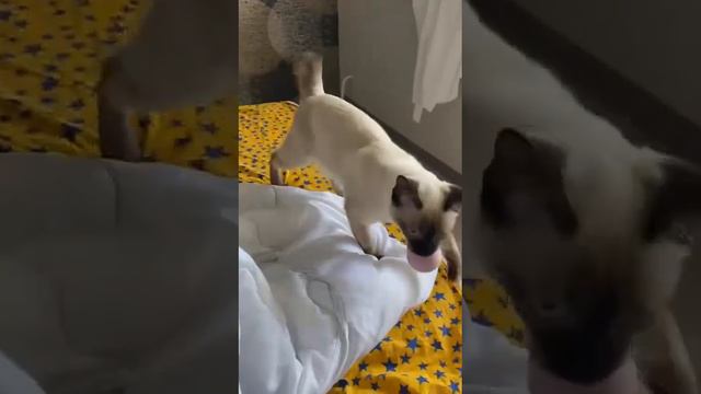 Меконгский бобтейл смотреть онлайн