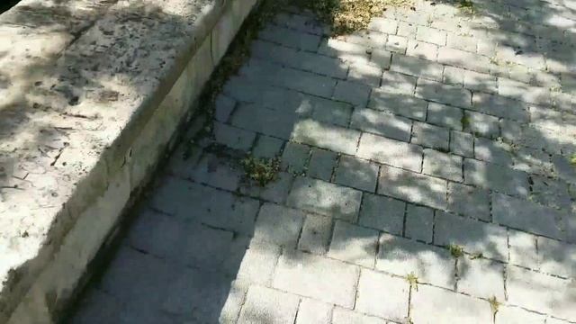 Глядичия,проращивание семян?