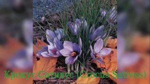 Крокус Сативус (Crocus Sativus)