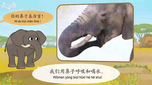 ?КИТАЙСКИЙ (大象 elephant Dà Xiàng)