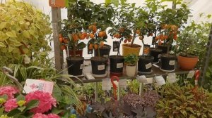 ОРАНЖЕРЕЯ С ЦВЕТАМИ.