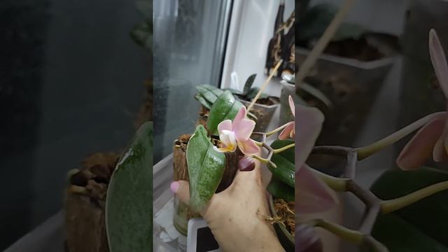 орхидея парфюмерная фабрика summerion. Первое домашнее цветение 13 февраля 23 г.