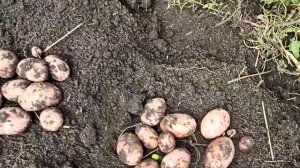 Выкопали картофель "Ред Скарлетт". Картофель порадовал своим урожаем.