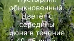 Пустырник обыкновенный