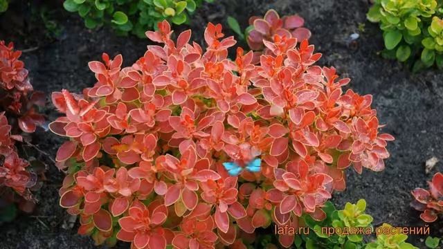 Барбарис тунберга Адмейриш (berberis Thunbergii) ? обзор: как сажать, саженцы барбариса Адмейриш