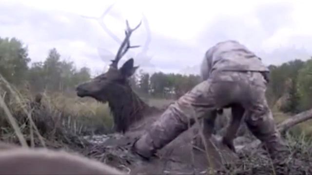 Олень застрял в болоте и почти потерял надежду. Только поглядите кто пришёл на помощь. Удивительно