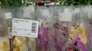 Чёрная орхидея!!! Зачем??? Большой завоз орхидей.