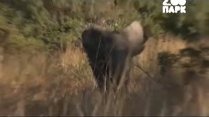 Фрагмент анонса и заставка (ZooПарк, 27.07.2017)