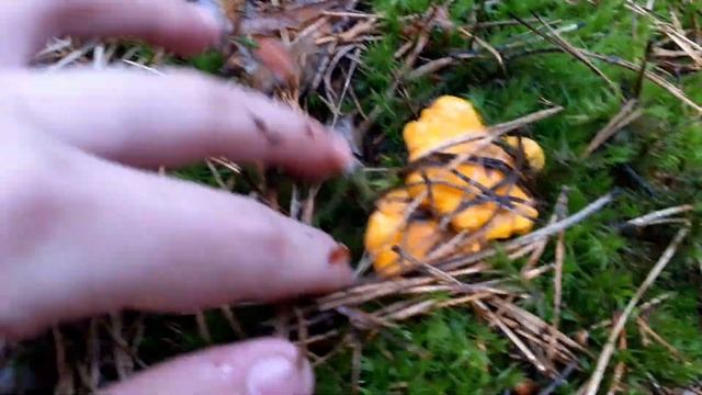 ОГРОМНЫЕ БЕЛЫЕ ГРИБЫ И МОРЕ ЛИСИЧЕК смотреть онлайн