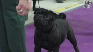 5 особенностей ухода за мопсом