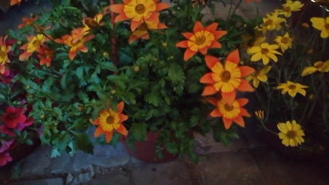 Биденс. Череда декоративная. Обзор сорта. смотреть онлайн