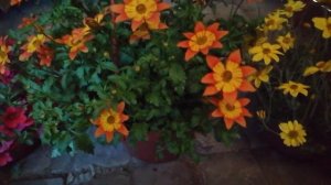 Биденс. Череда декоративная. Обзор сорта.