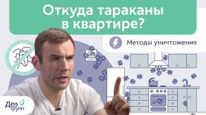 Откуда тараканы в квартире? Что делать, если в квартире появились тараканы? Уничтожаем прусаков