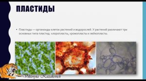 Митохондрии. Пластиды