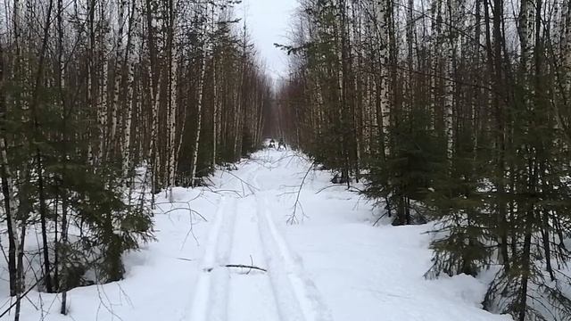 Как зацепиться ногами за ветку? смотреть онлайн