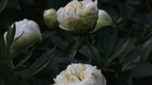 Peony Greenland / Пион Гринланд. Ночь.