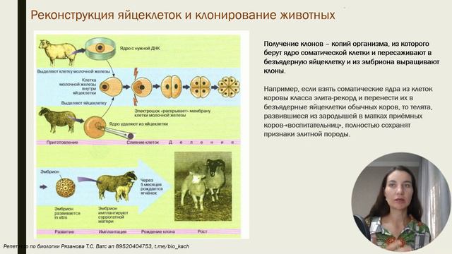 Методы селекции. Реконструкция яйцеклетки и клонирование.