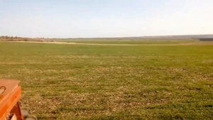 Подсев озимой пшеницы и внесение селитры 28.10.2020. Начало борьбы с жужелицей.