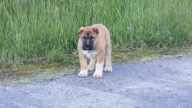 Щенки алабая 2 месяца смотреть онлайн