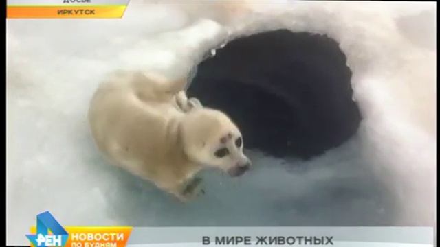Счастливая история удачливого нерпёнка