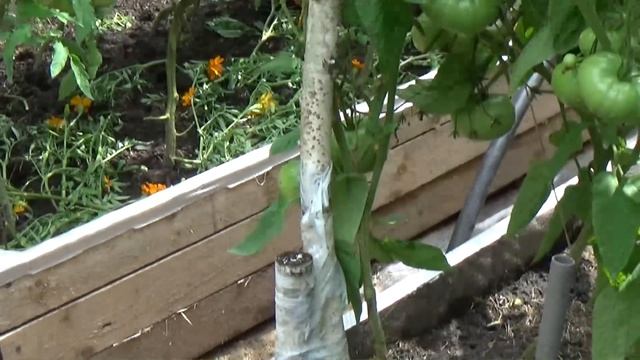 Огород в лесу. Оригинальная ВЫСОКАЯ грядка-короб. смотреть онлайн