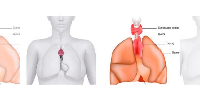 БИОЛОГИЧЕСКОЕ СТАРЕНИЕ ОРГАНИЗМА УДАЛОСЬ ОБРАТИТЬ ВСПЯТЬ смотреть онлайн