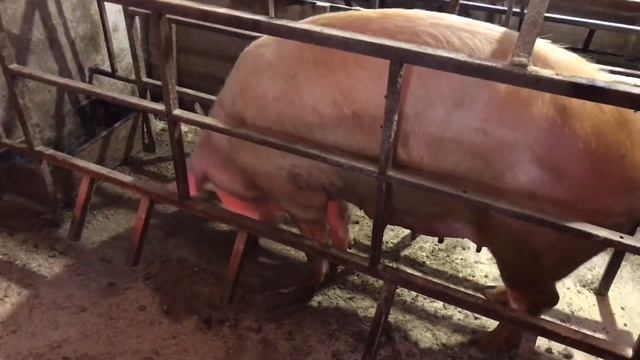 ПРОДАЮ ПОРОСЯТ//ЦЕНА РАСТЁТ// свиноводство будет жить смотреть онлайн