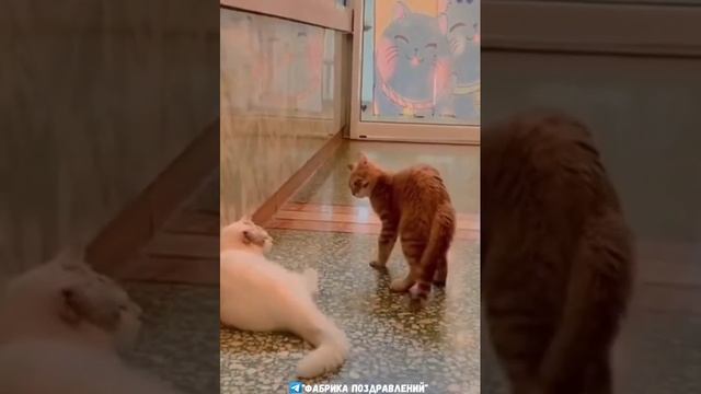 Котэм, как Бэтмэн #котики