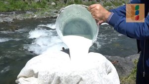 Дагестанский овечий сыр
