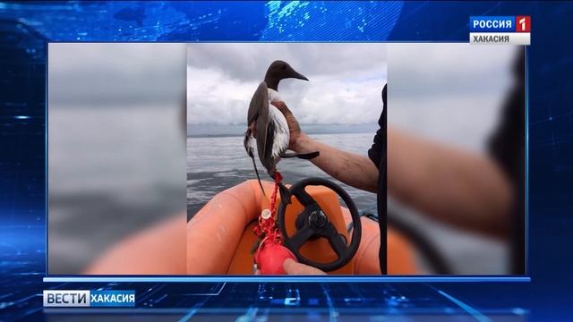 Общественники просят не запускать воздушные шары в небо смотреть онлайн