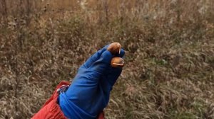 Осенняя посадка желудей в лесополосу