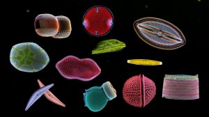 Наглядная микробиология #6 Диатомовые водоросли (Diatom)