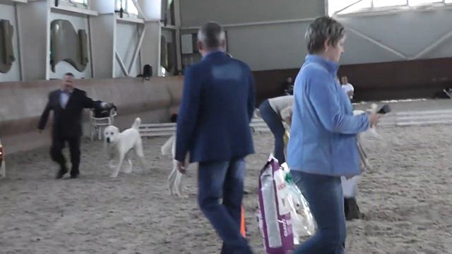 Азиат 2016 смотреть онлайн