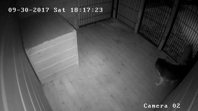 Хаски Онлайн. Husky online (Камера на улице) смотреть онлайн