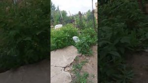 Сирена головой