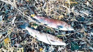 Ловим Ленка на р. Сомня, приток реки Амгунь.