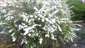 Спирея, или Таволга, виды этого декоративного кустарника.