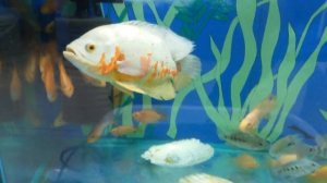 Астронотус альбинос с попугаями в аквариуме