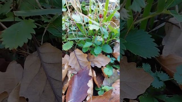 Ноябрь месяц, а в лесу цветёт и зреет земляника! смотреть онлайн