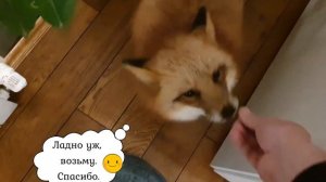 ЛИ СЯО. Алиса - Лиса. Что спрятано у лисы в горшке? Лиса и сыр. Забавные моменты.