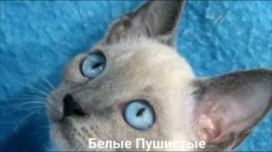 СИАМСКАЯ КОШКА?/Кошки/Животные/Интересные факты