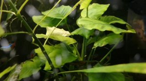 КАК СНИЗИТЬ УРОВЕНЬ НИТРАТОВ В АКВАРИУМЕ !?