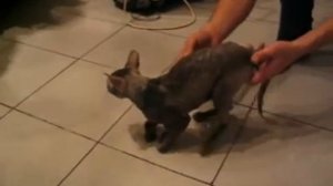 Кот с тромбоэмболией  Вялый паралич тазовых конечностей