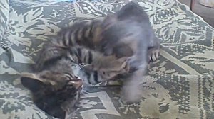 Котята дерутся