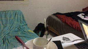 Джекки Бигль разрушитель как сходят с ума бигли