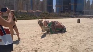 Jumeirah Beach Dubai 2018, Camel Ride On The Beach Dubai, Public Beach